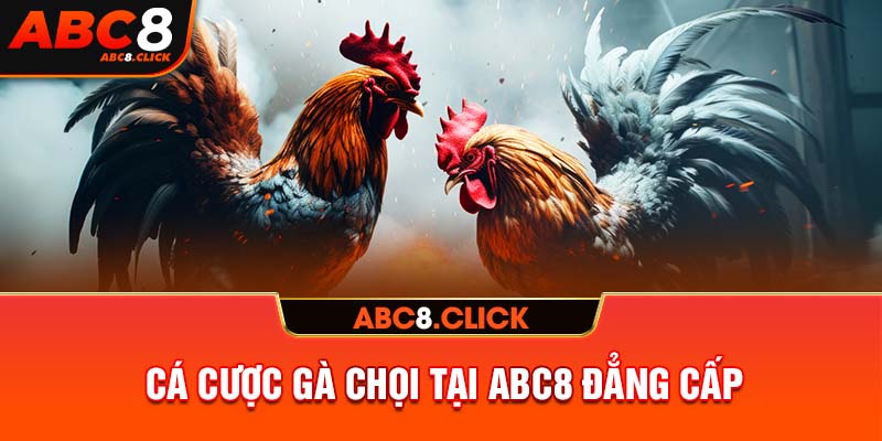 Cá cược gà chọi tại ABC8 đẳng cấp