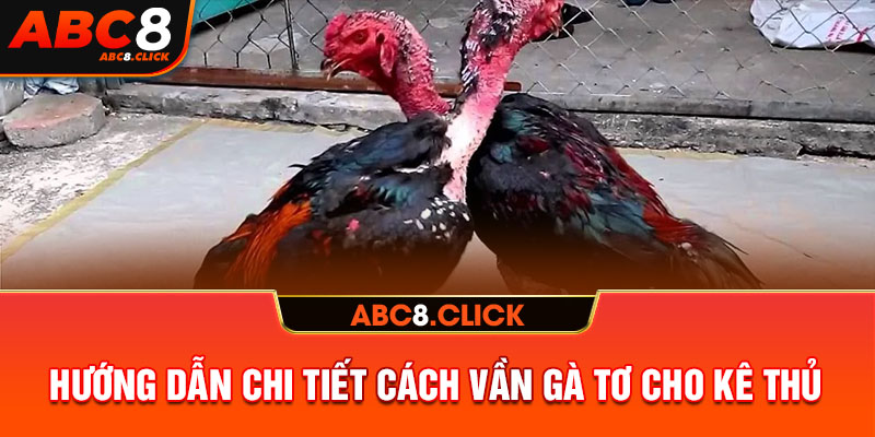 Hướng dẫn chi tiết cách vần gà tơ cho kê thủ